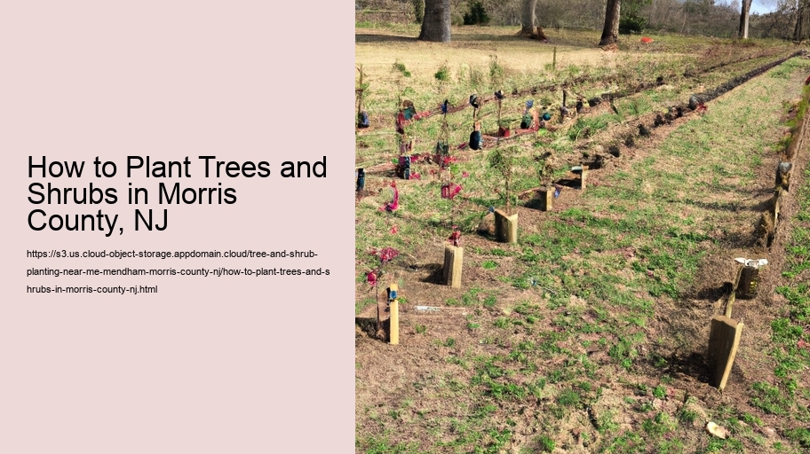 How to Plant Trees and Shrubs in Morris County, NJ